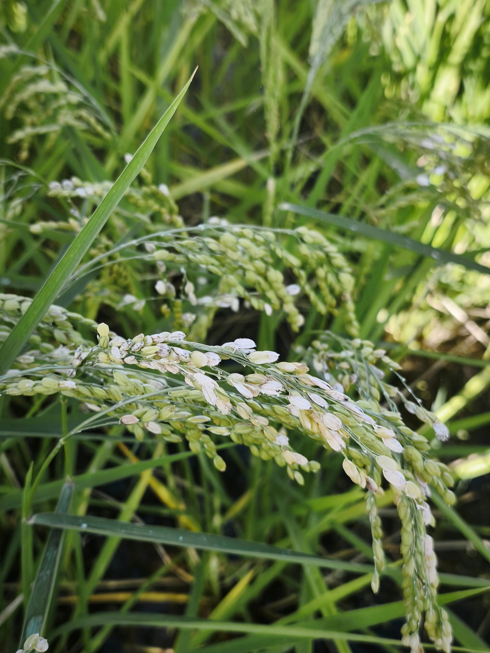 ARROZ