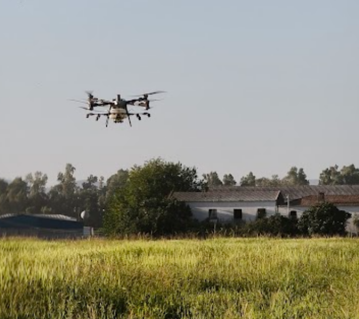 DRON CULTIVOS DE ARROZ
